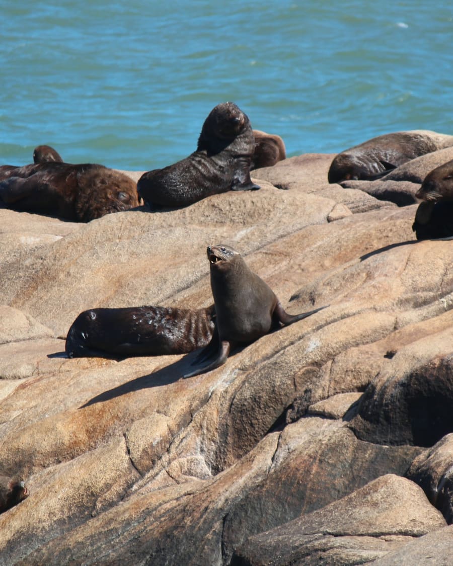 Sea lions on the rocks at Cabo Polonio