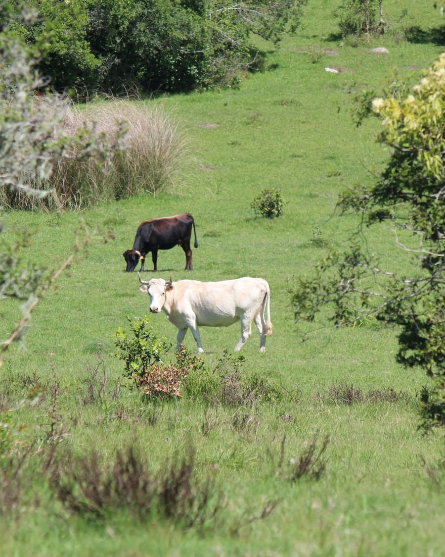 Two cows on a green pasture between shrubs